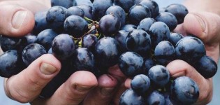 Noosa Food & Wine 2016